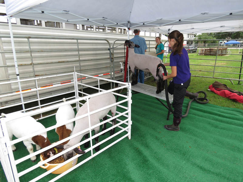 Sheep grooming, Justine Pope, Ravenna